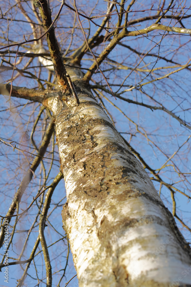 Closeup of a tree with long bare branches from below with blue sky background on a swamp in early sp