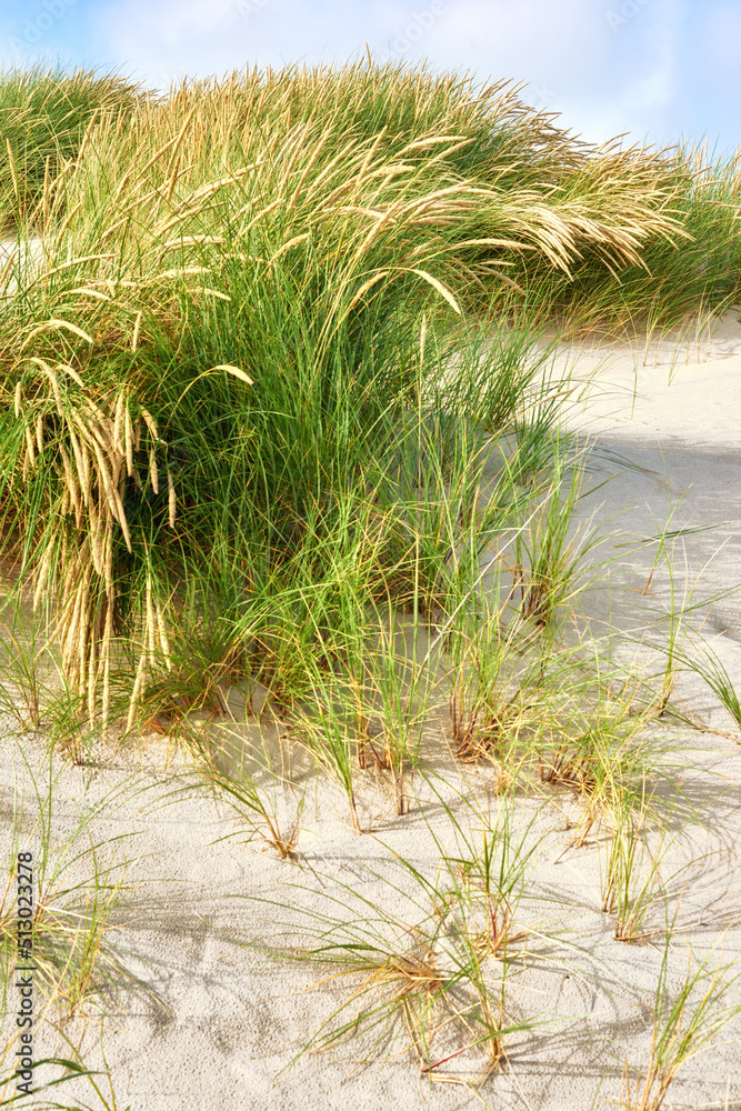 Landscape of sand dunes on the west coast of Jutland in Loekken, Denmark. Closeup of tufts of green 