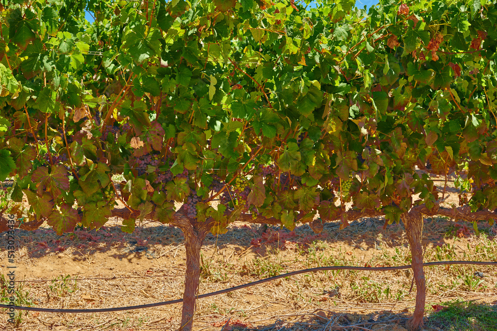 Closeup of fresh red grapes growing on a wine farm in Stellenbosch district, Western Cape province, 