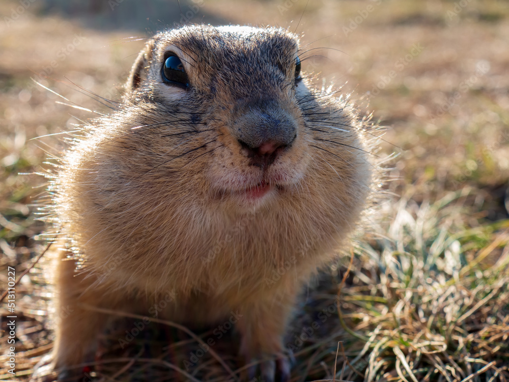 Gopher在草地上看着镜头。特写。