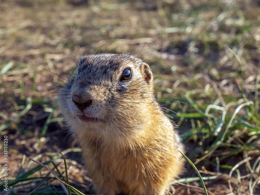 Gopher在草地上看着镜头。特写。