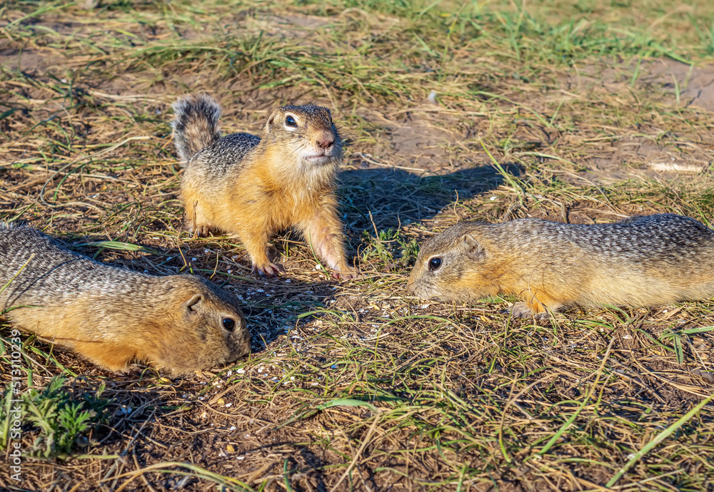 Three gophers on the meadow are eating sunflower seeds