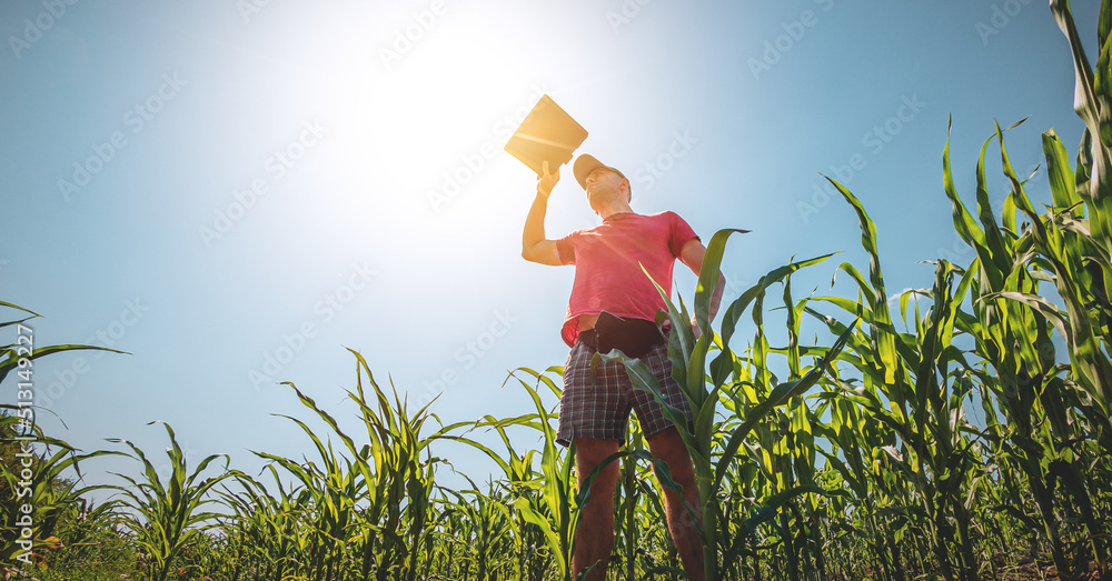 A young agronomist examines corn cobs on agricultural land. Farmer in a corn field on a sunny day