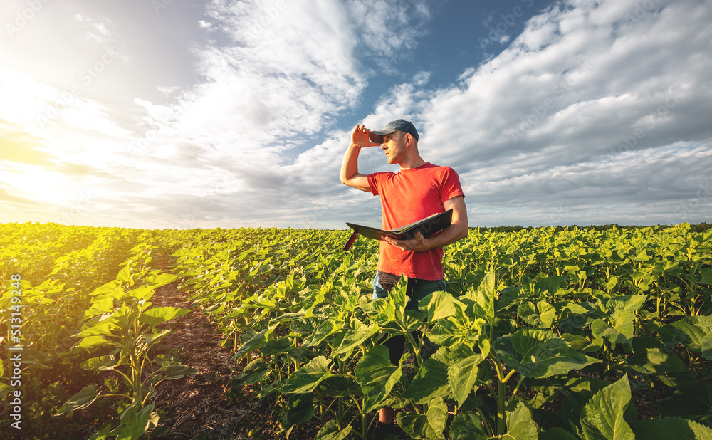 A young agronomist examines young sunflower plants on agricultural land. Farmer on a green field of 