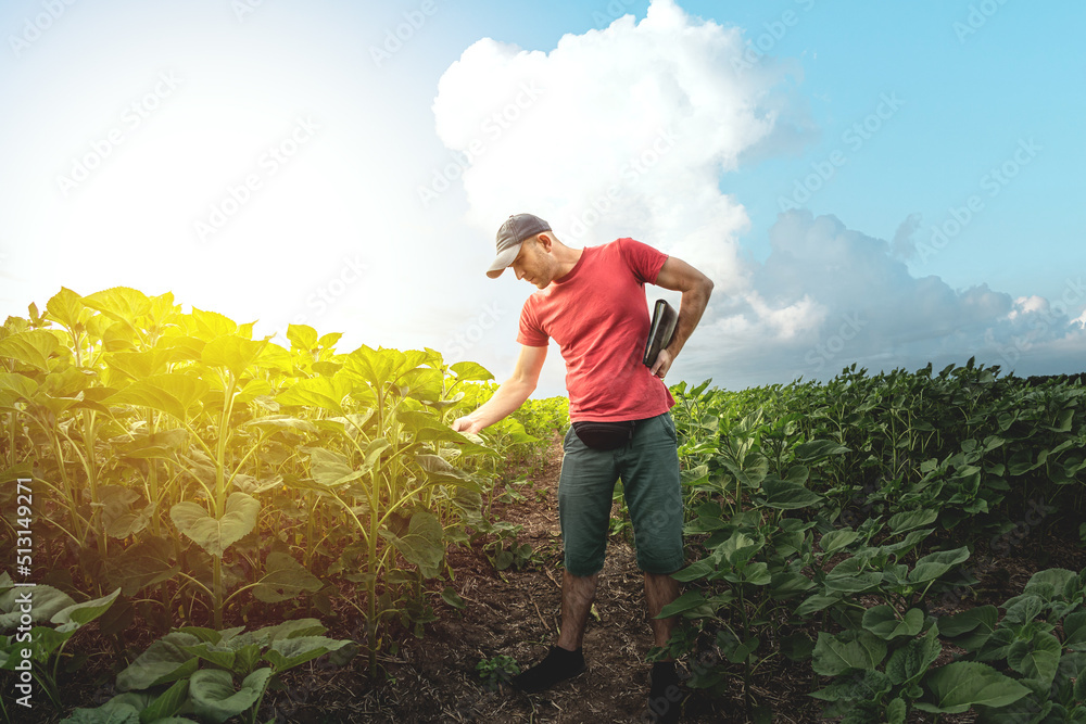 A young agronomist examines young sunflower plants on agricultural land. Farmer on a green field of 