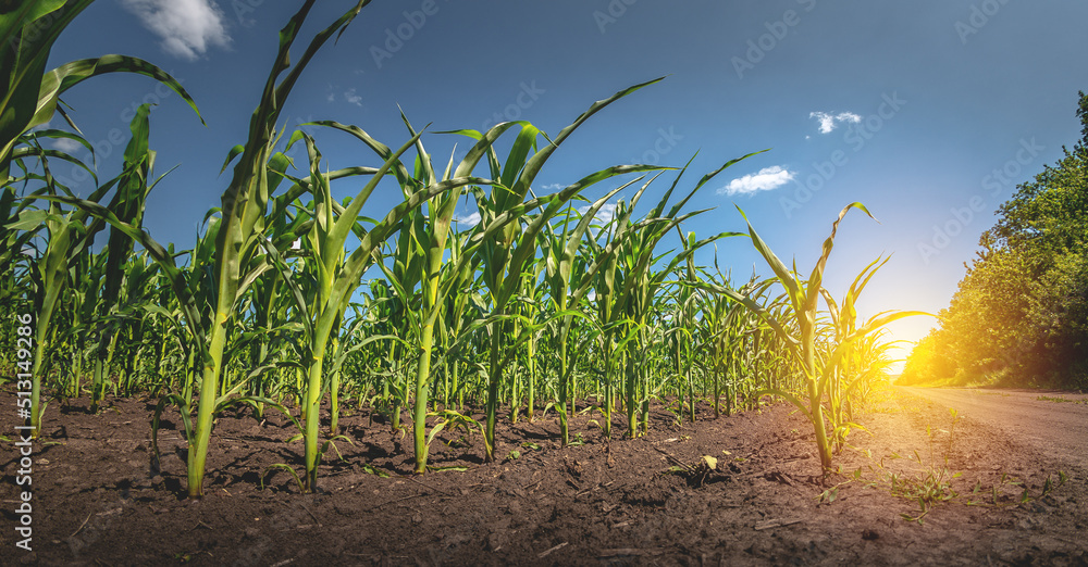 Growing corn on agricultural land. A corn field with a general plan.