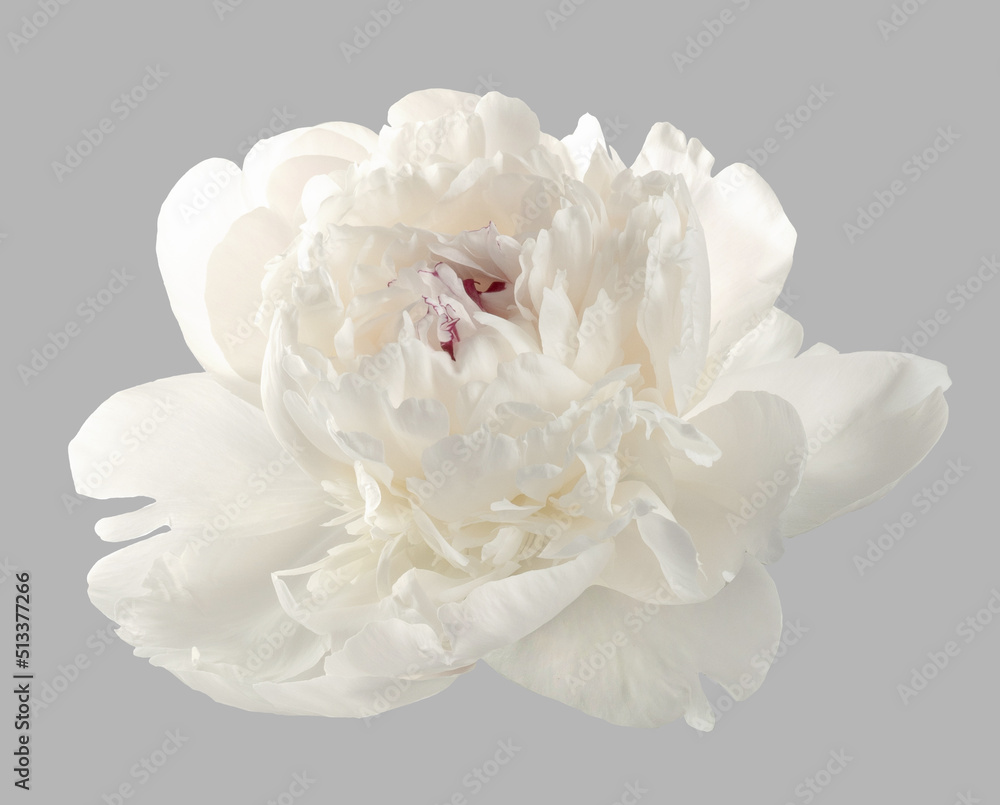 White peony isolated. White flower on gray background