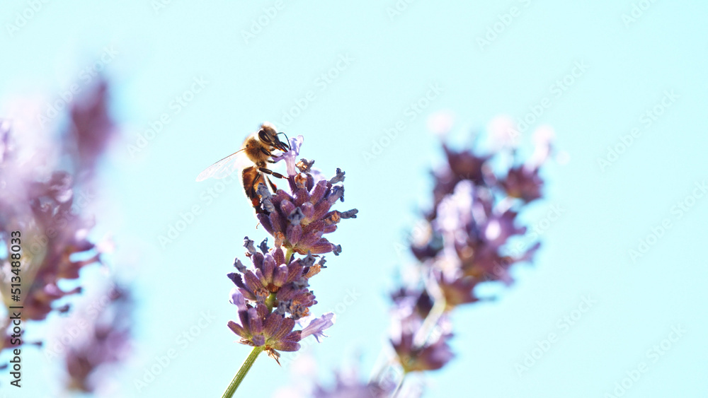 Bee In a Lavender Blossom, macrophotography.