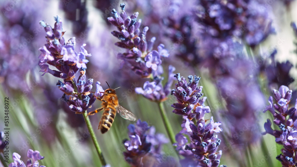 Bee In a Lavender Blossom, macrophotography.