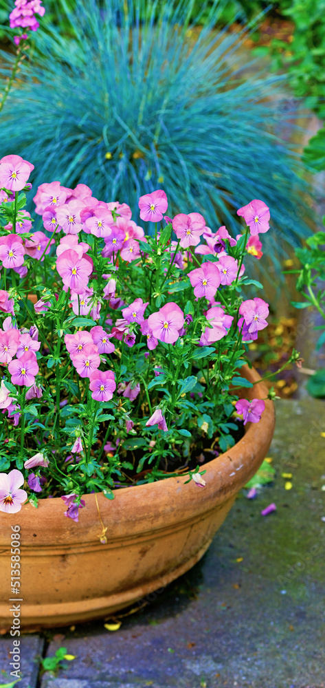 A portrait close-up image of a ceramic pot and petunia flower in the vase with green leaf, stem kept