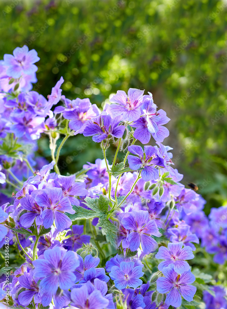 Meadow geranium flowers in a green forest in summer. Purple plants growing in a lush botanical garde