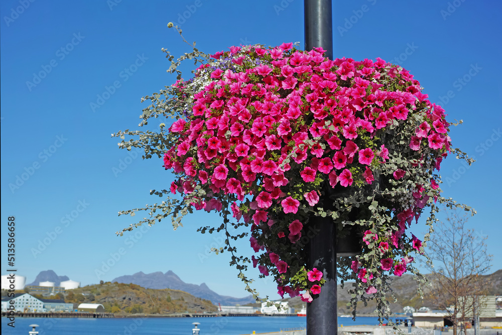 A landscape view of a pink Surfina flower with long vines hanging on a pole. A beautiful image of a 