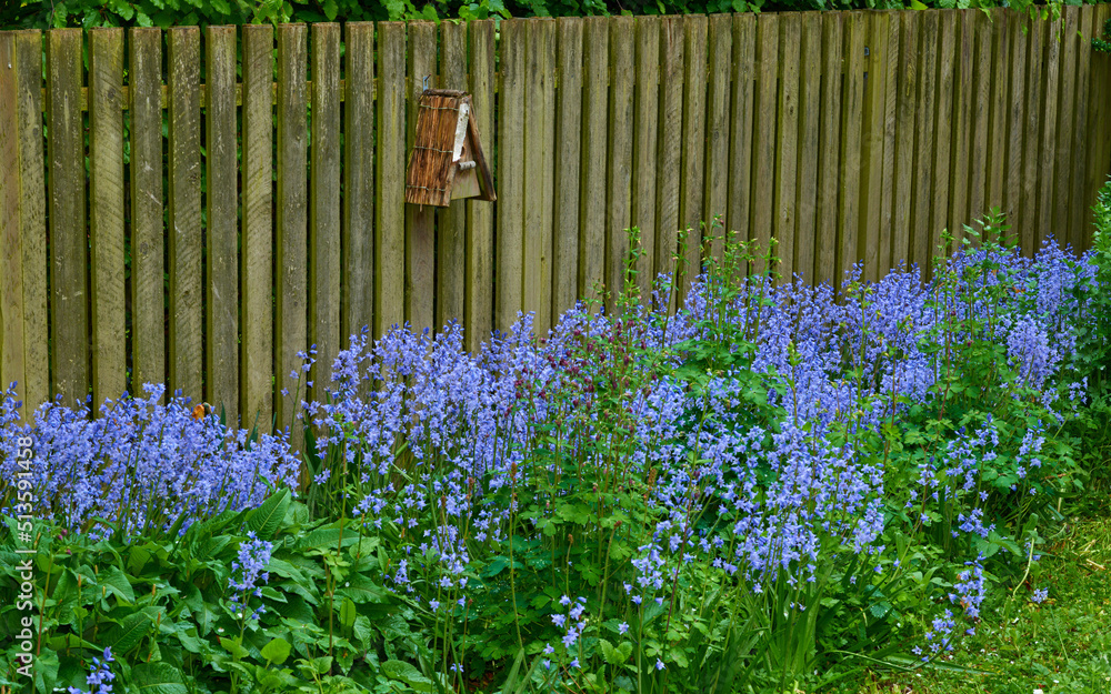 Landscape of blue flowers in a lush forest in summer. Purple plants growing in a botanical garden in