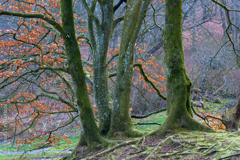 Trees with moss in a beautiful and magical forest. Trunk with roots protruding from the ground in wo