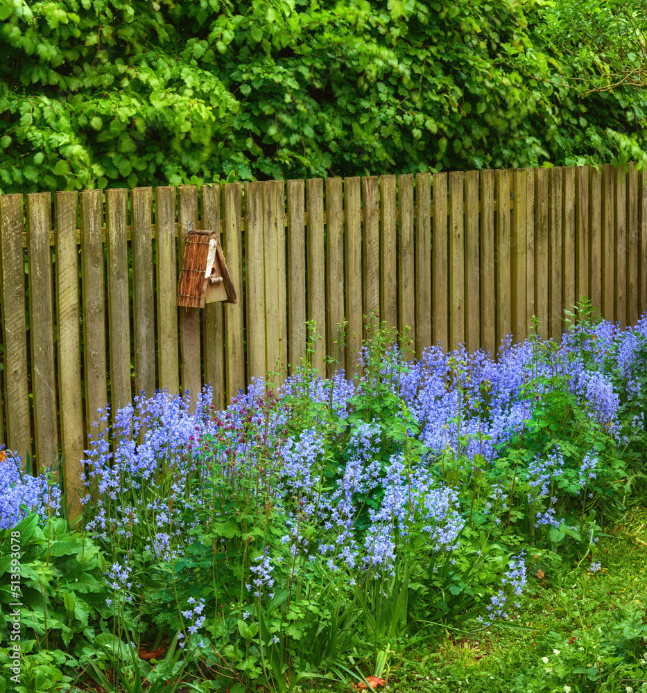 Landscape of bluebell flowers in a lush forest in summer. Blue plants growing in a botanical garden 