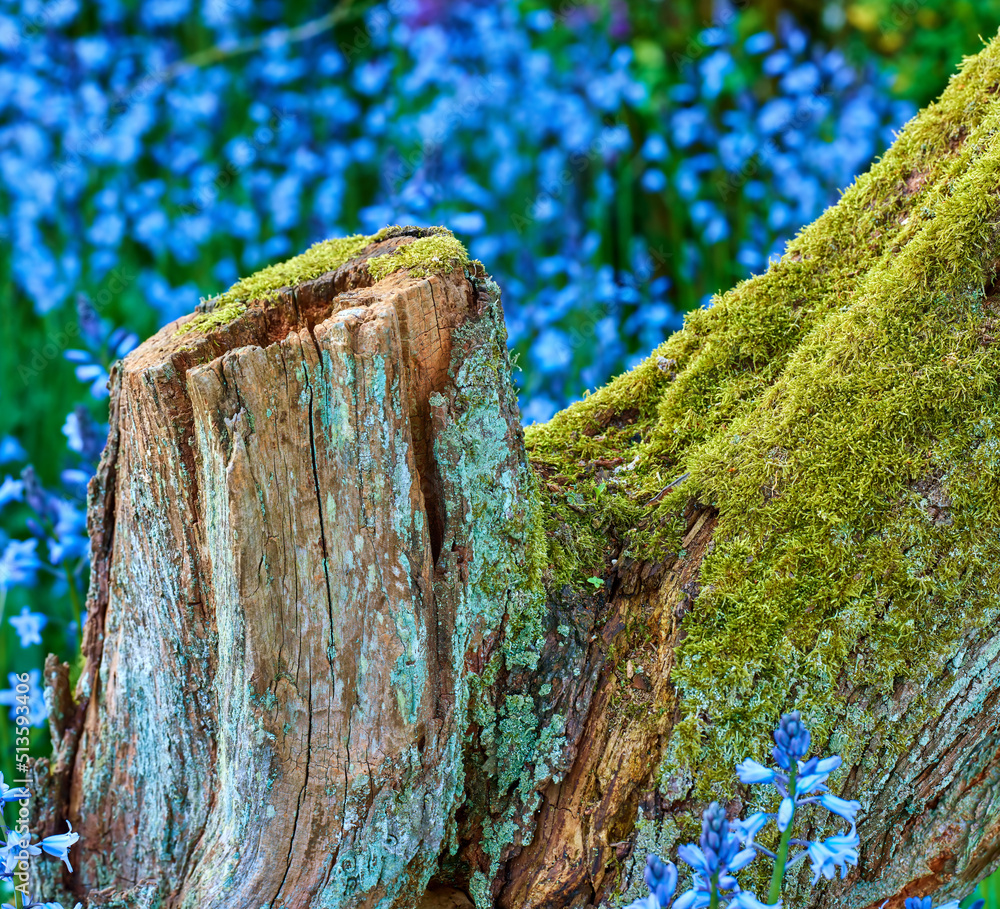 Mossy stump in a field of blue flowers. Moss covered decaying tree surrounded by vibrant wild bluebe