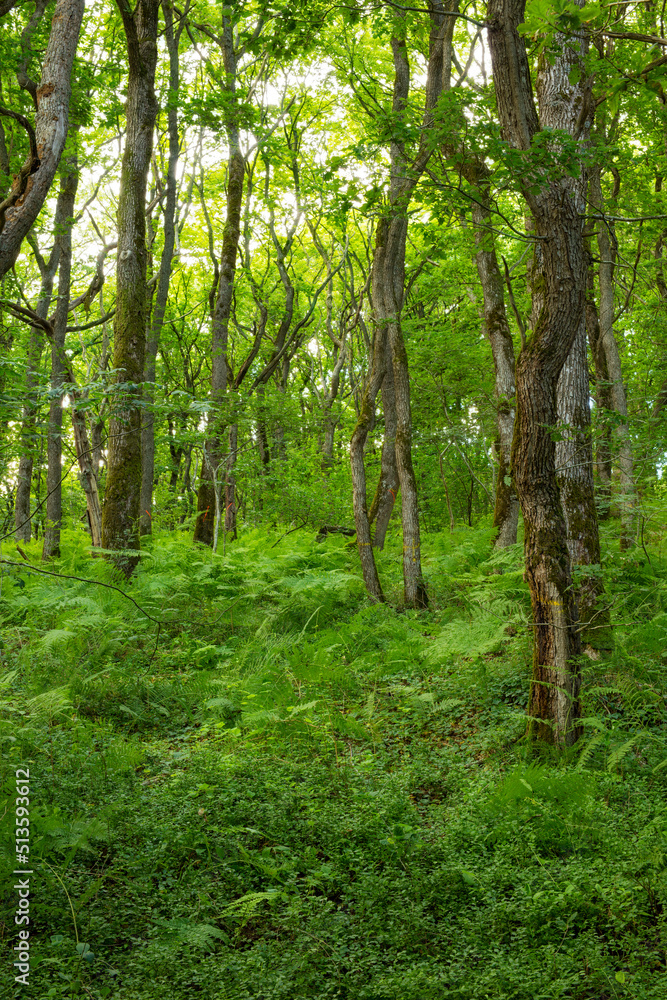 Bright green forest with lush foliage and on a summer day in Europe. Deep vibrant woodland with a su