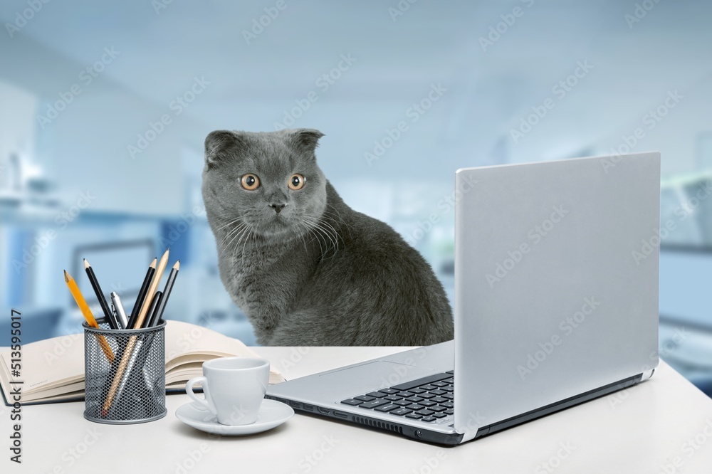 Funny cute cat posing at a table at work