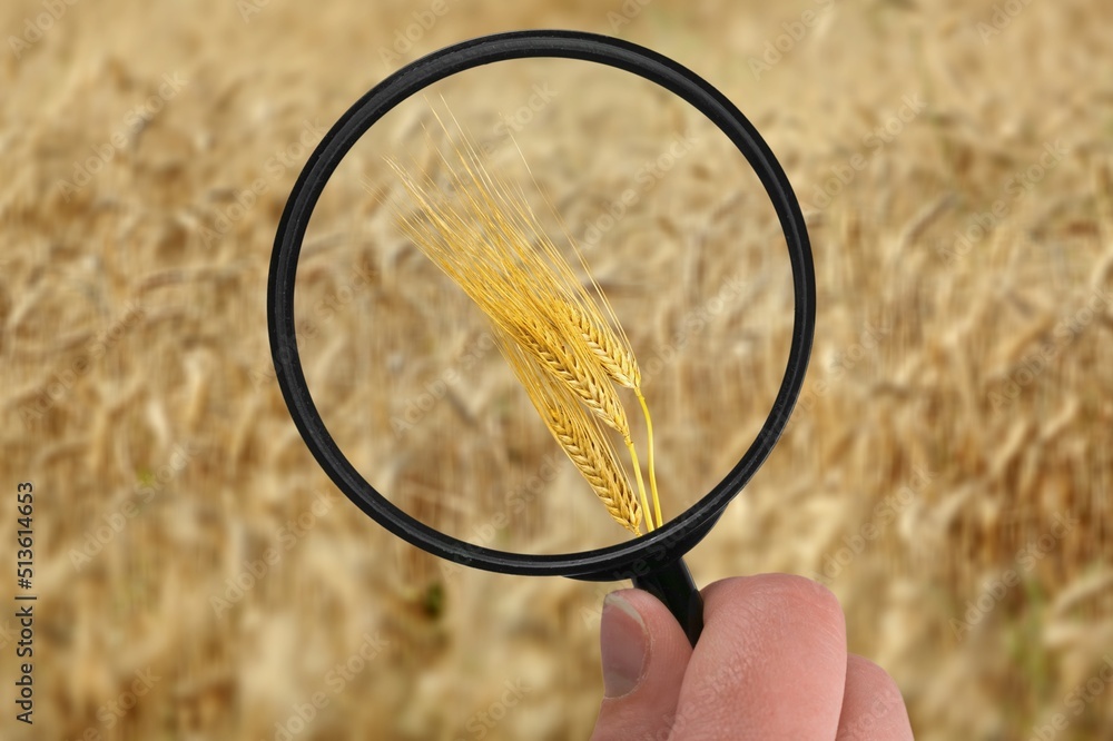 Hands holds magnifying glass screen wheat seed with sunflare on field. Wheat farming production conc