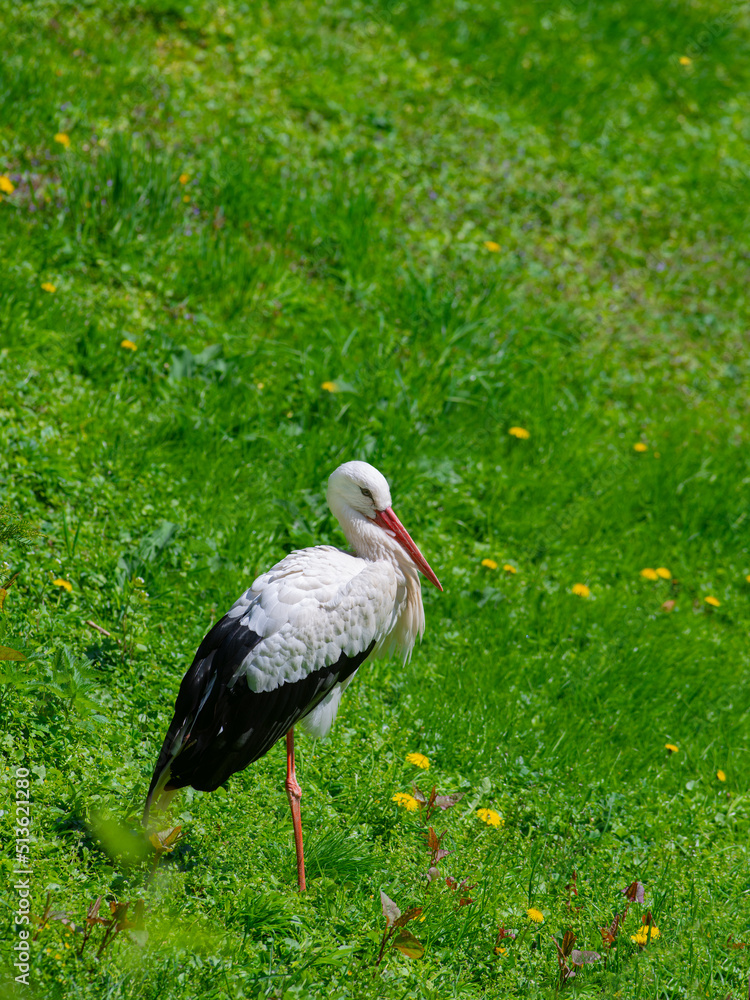 stork stands on one leg on a green background