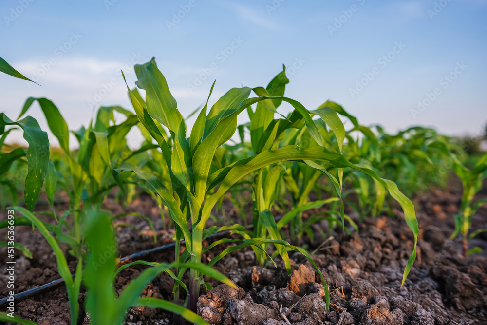 young green maize corn in the agricultural cornfield wets with dew in the morning, animal feed agric