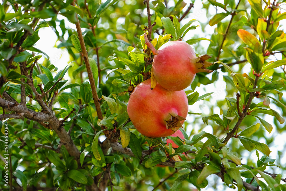 Pomegranates hanging on tree branches in garden