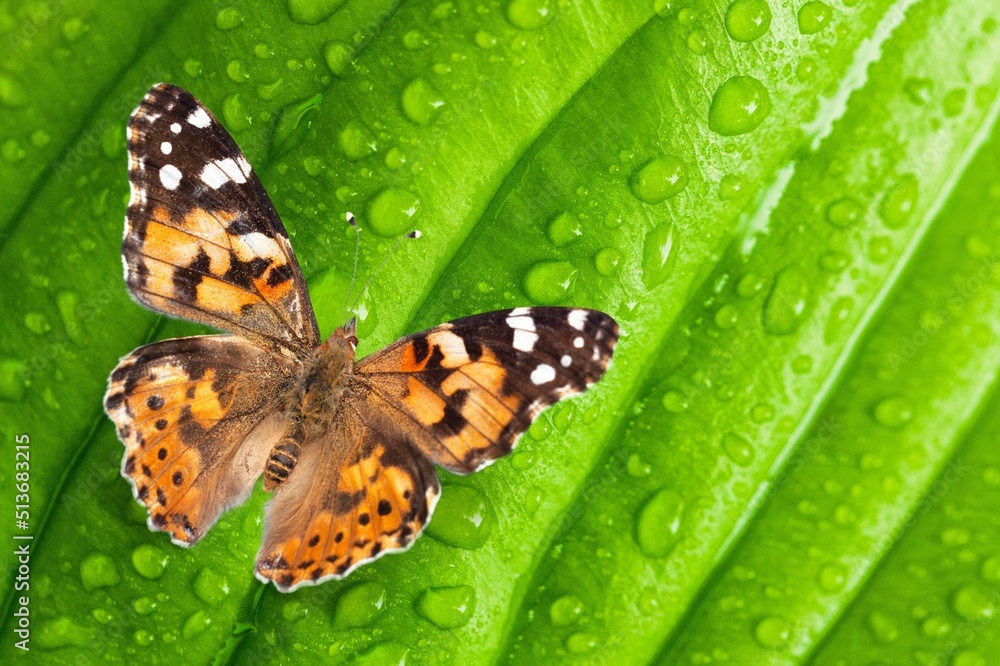 Butterfly on green leaf with water drops after rain