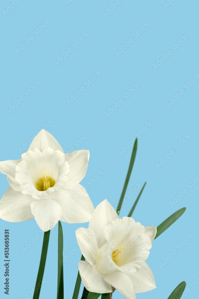 White flower portrait against dark background.