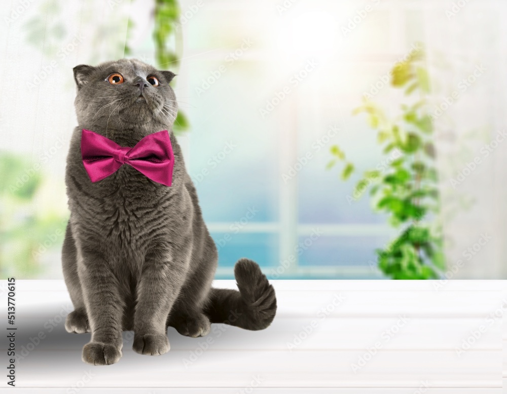 Cute cat sitting in a bow tie on desk with a pink background. Best gift for girl.