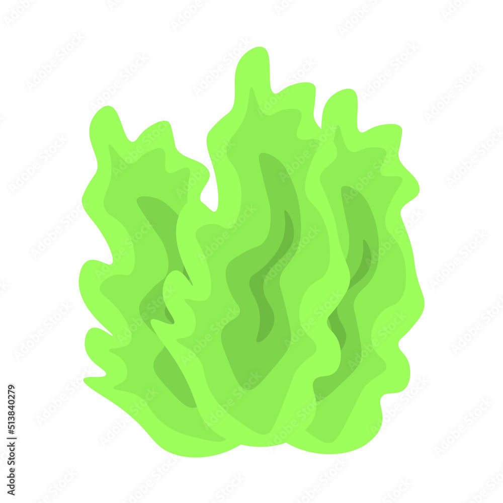 Fresh green lettuce on white background