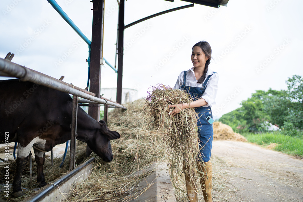 Attractive Asian dairy farmer woman working alone outdoors in farm. 