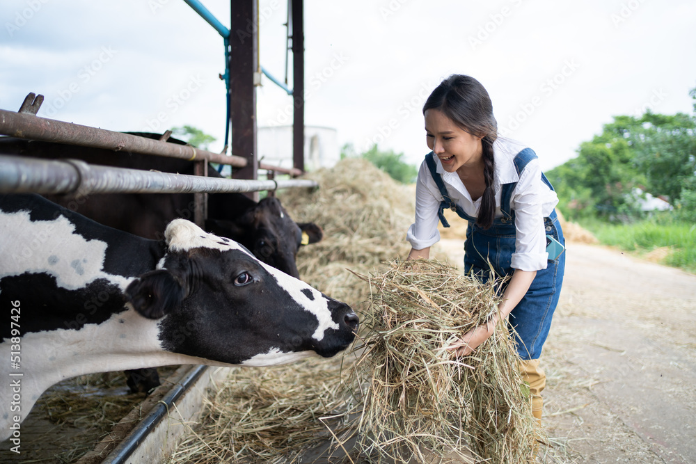 Attractive Asian dairy farmer woman working alone outdoors in farm. 