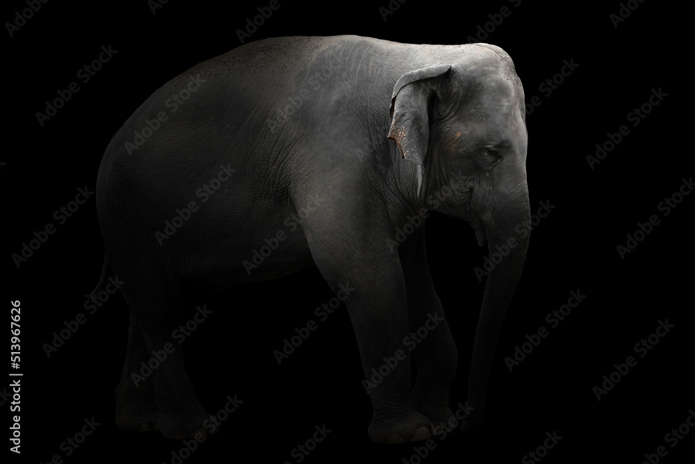 asia elephant standing in dark background