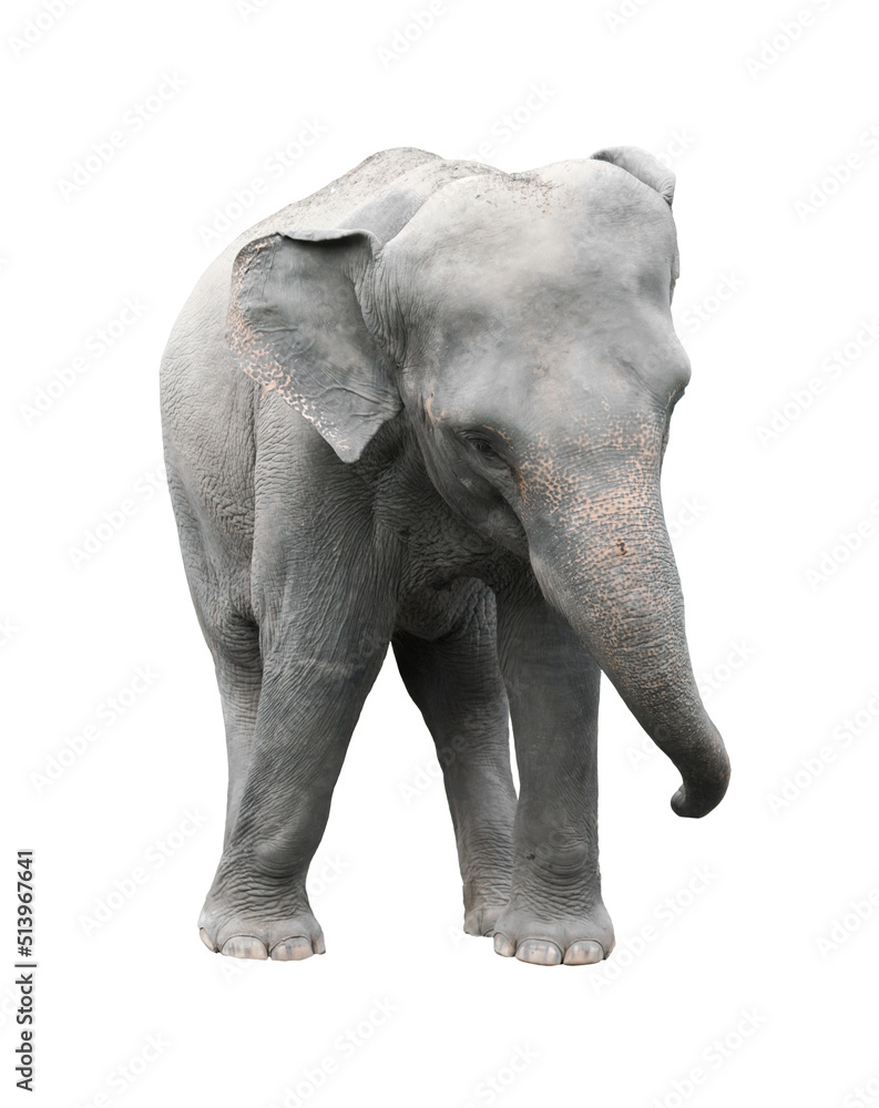 asia elephant isolated white background