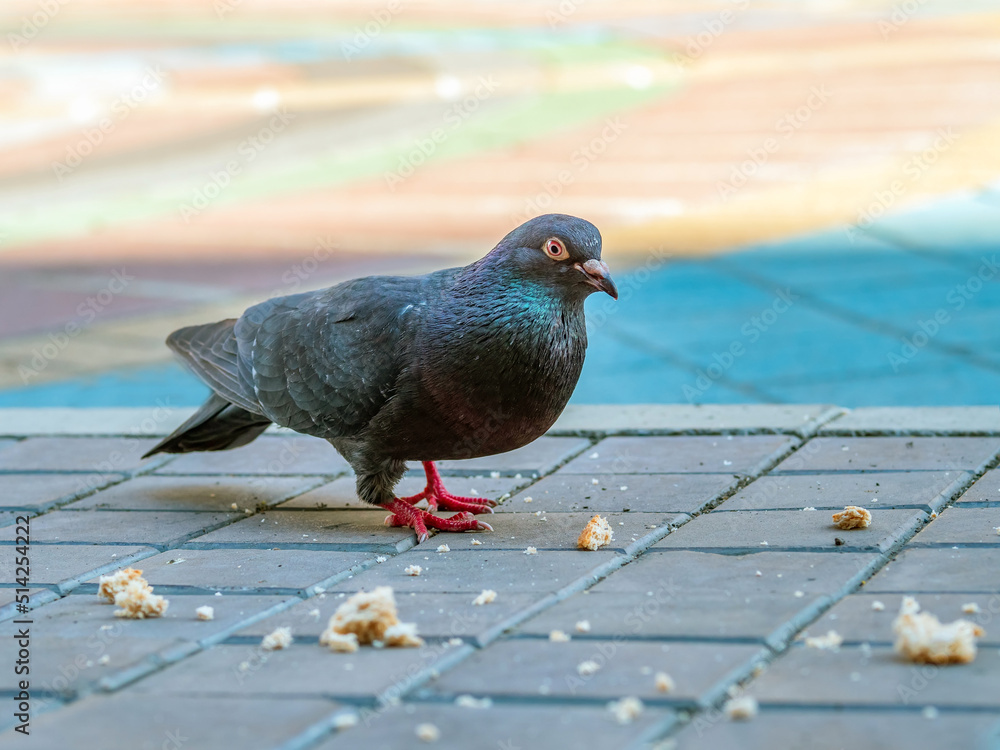 Dove is eating a piece of bread on the sett pavement.