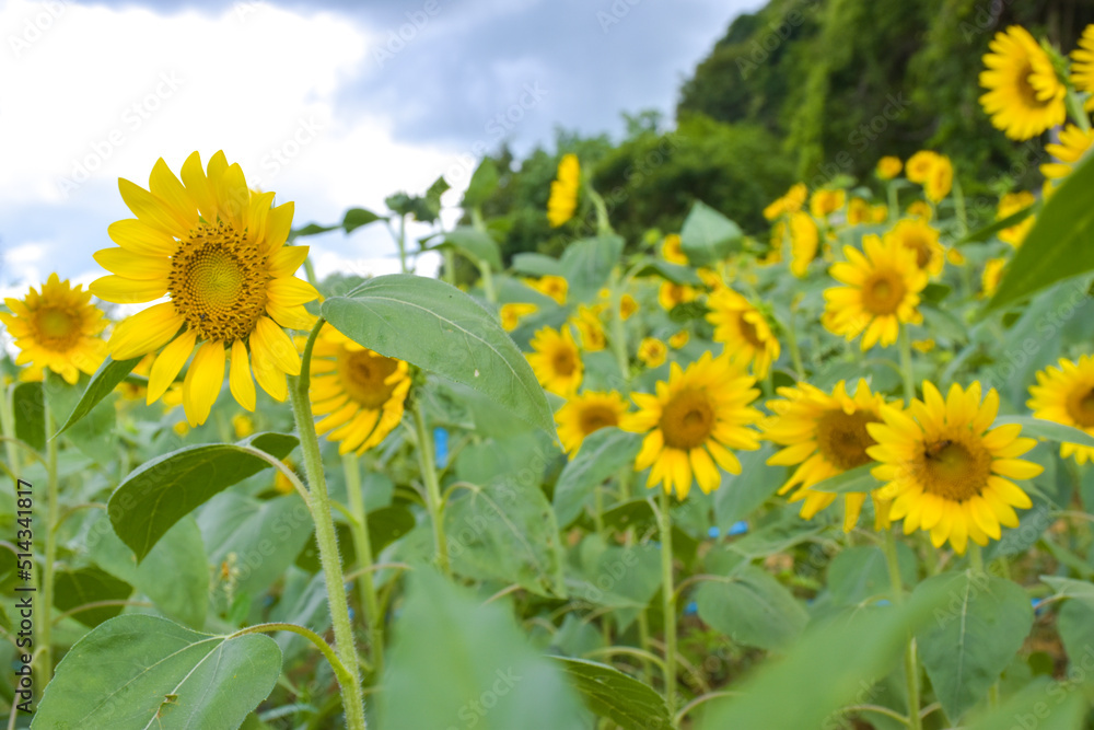 beautiful yellow sunflower fields in south Thailand parks and soft blur nature