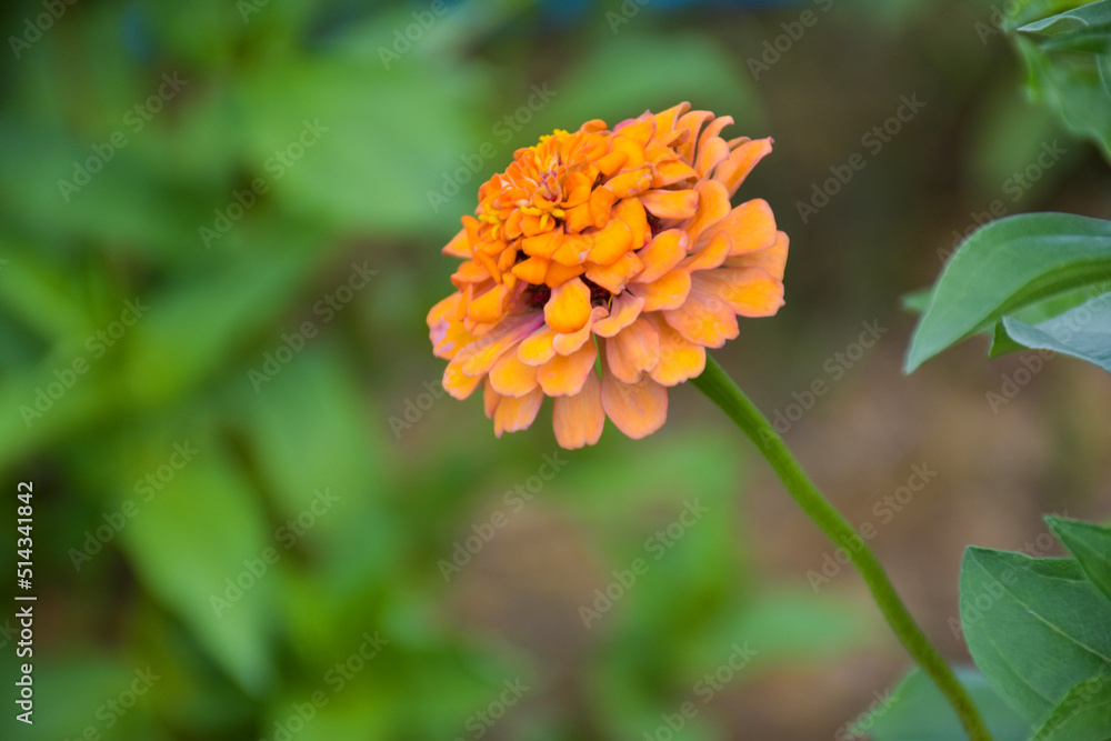  Colorful zinnias blooming in beautiful petals in a park in Thailand