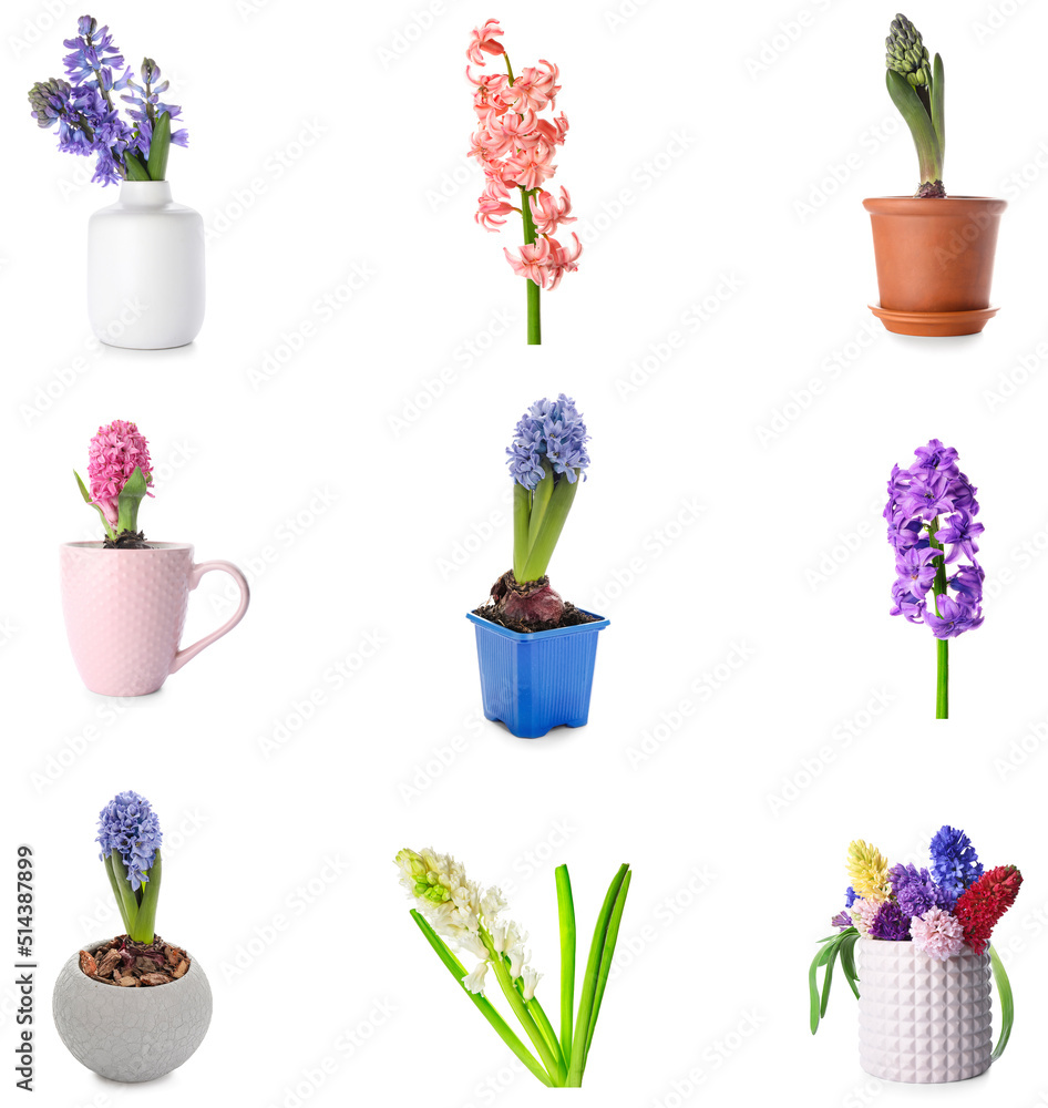 Set of beautiful hyacinth flowers on white background