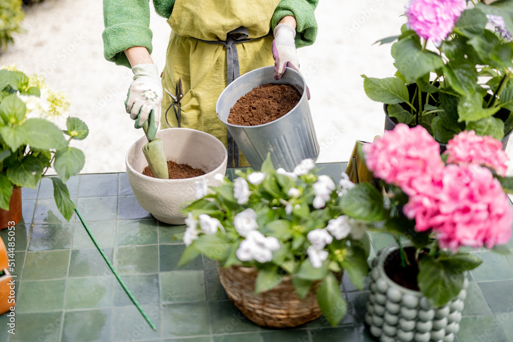 女人在户外桌子上的花盆里种植绣球花之前准备地面，用fl在桌子上特写