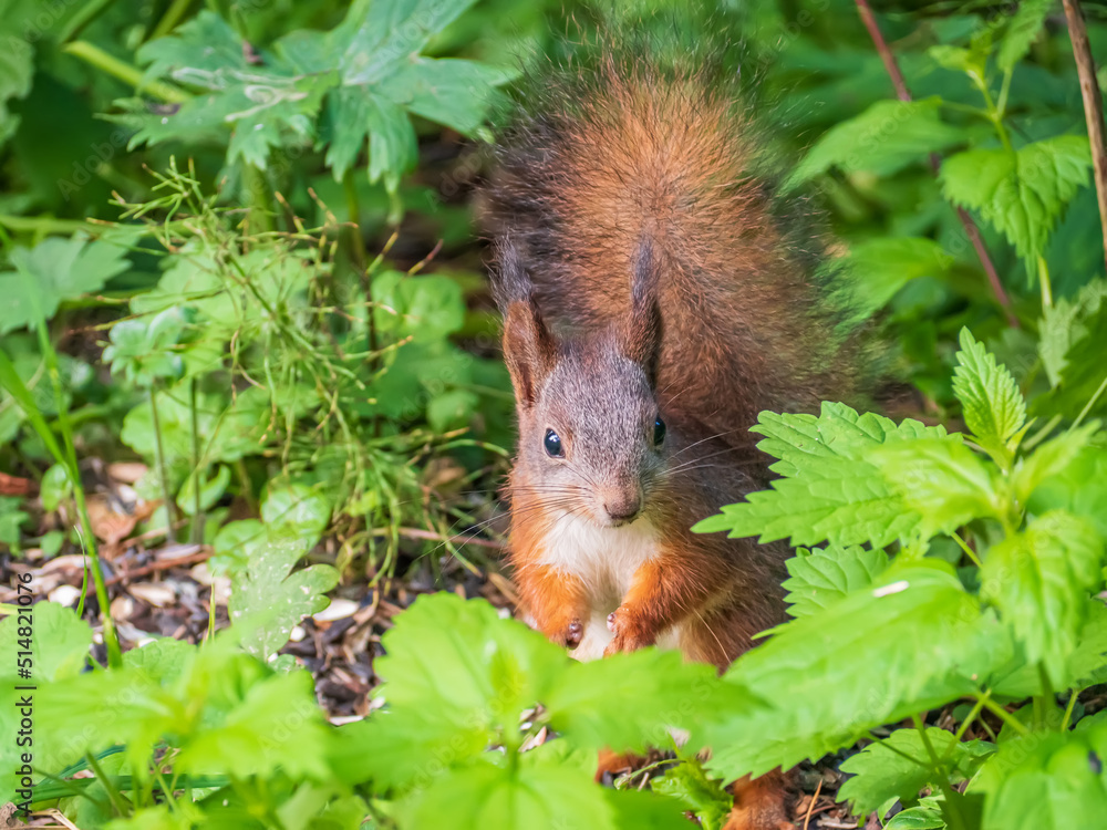 The squirrel is hiding in the grass and looks into the camera. Close-up