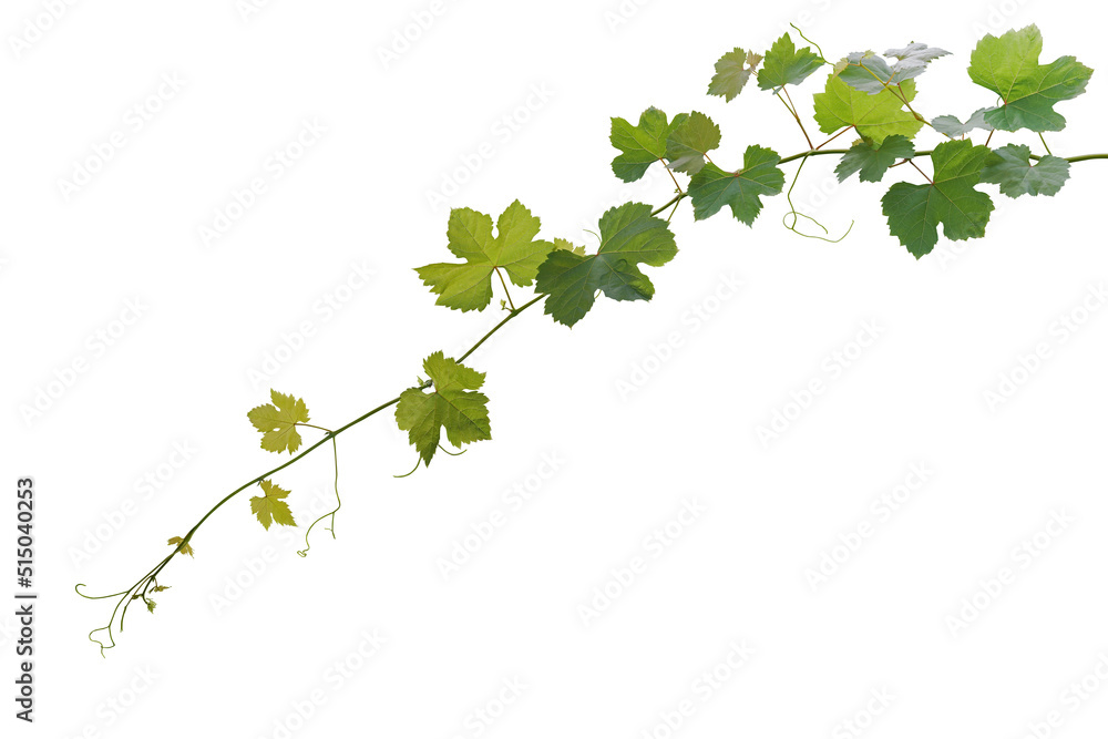 Grape leaves vine plant hanging branch grapevine with tendrils isolated on white background, clippin