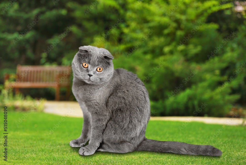 A cute cat walks through the outdoor background