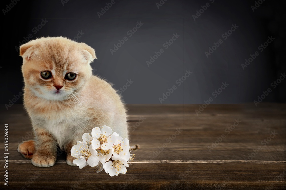 可爱的小猫和鲜花。妇女节、生日、母亲节贺卡