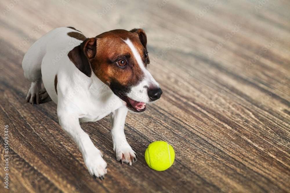 Cute puppy playing with rubber ball at home.