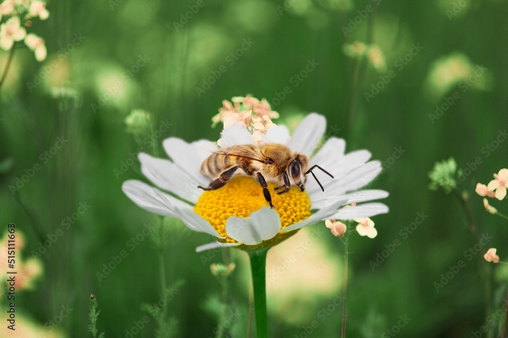 A wild bee on a flower on nature background