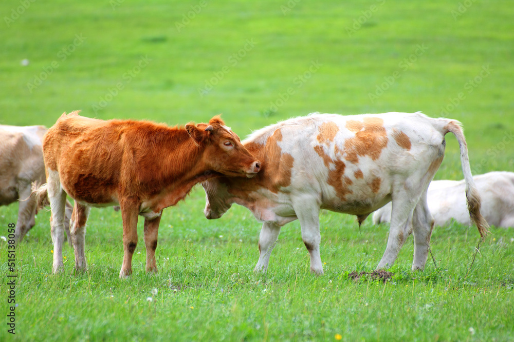 young bulls on green meadow