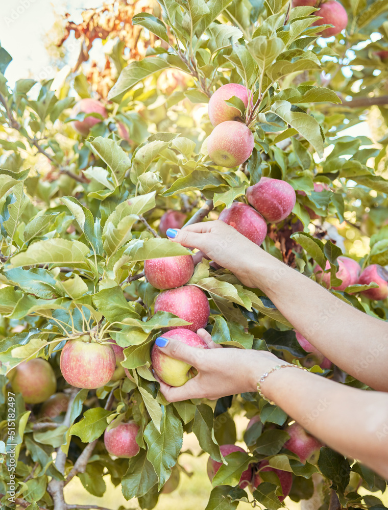 Closeup of one woman reaching to pick fresh red apples from trees on sustainable orchard farmland ou