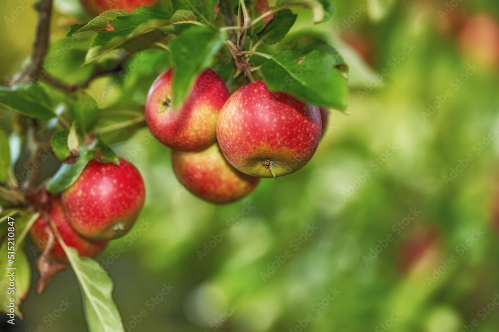 Closeup of ripe red apples on a tree with copy space. Organic, healthy fruit growing on tree branch 