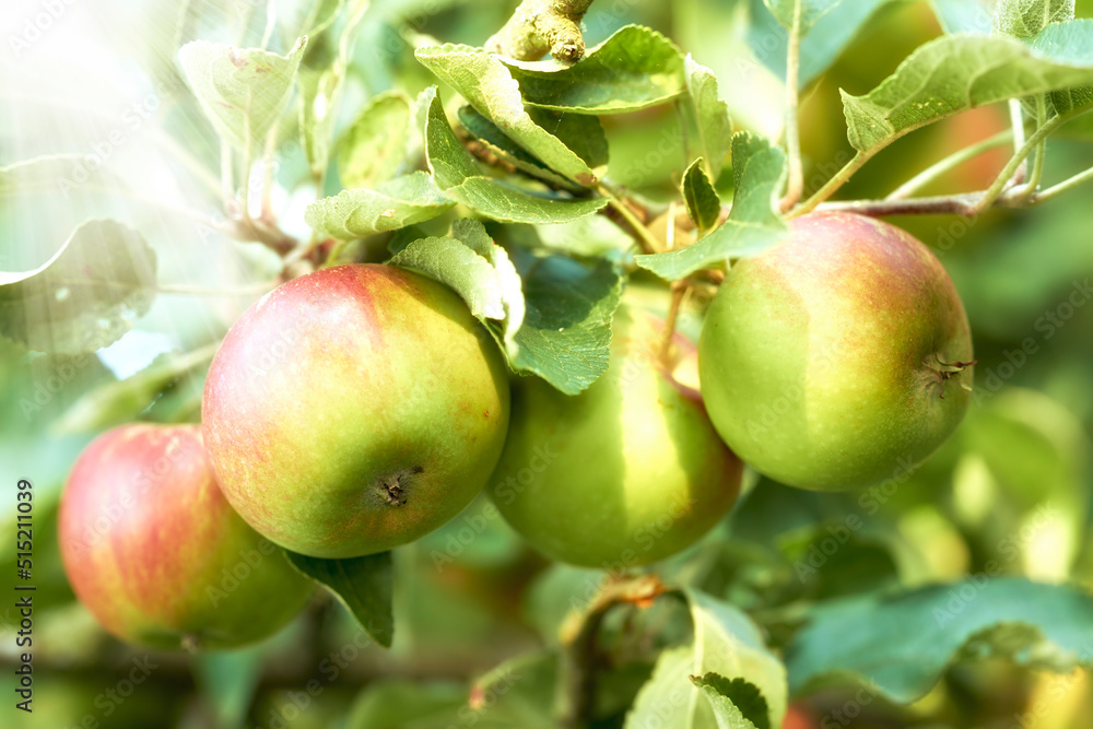 Closeup of apples growing in a sunny orchard outdoors with lens flare. Fresh raw fruit being cultiva