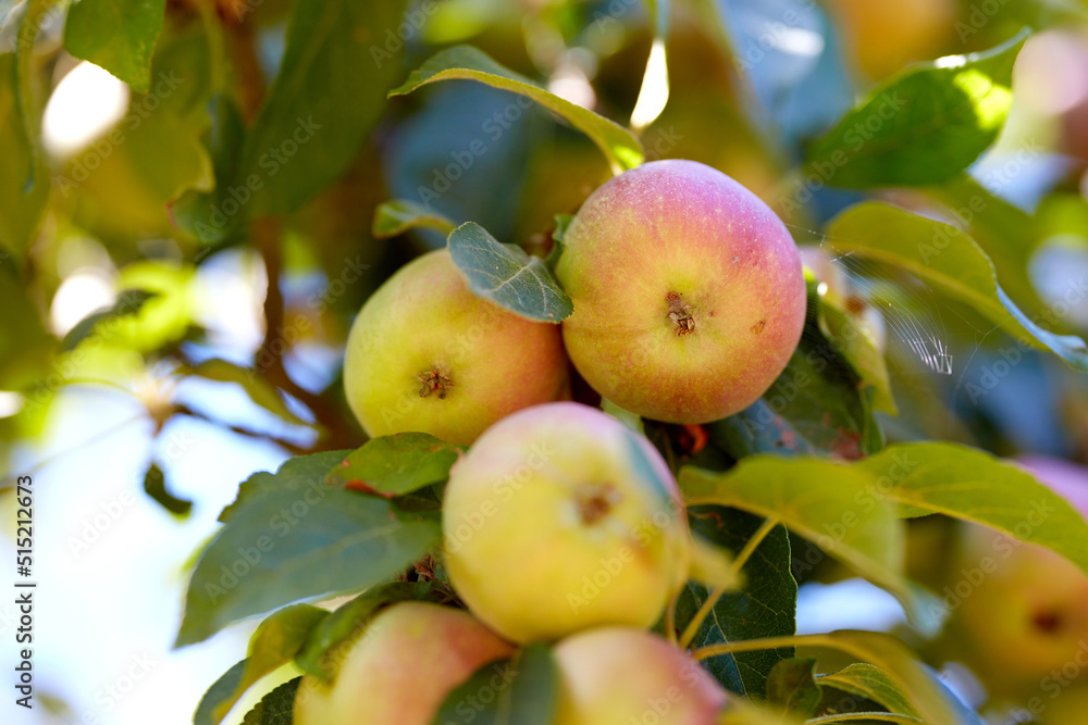 Copy space with apples growing on a tree in a sustainable orchard on a sunny day. Ripe and juicy fru